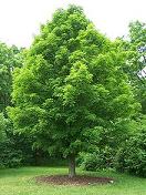 norway maple.JPG