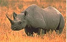 rhino.JPG