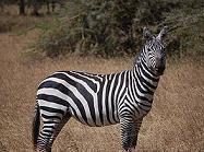 zebra.JPG